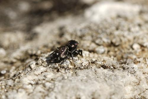 Heliophanus kochii